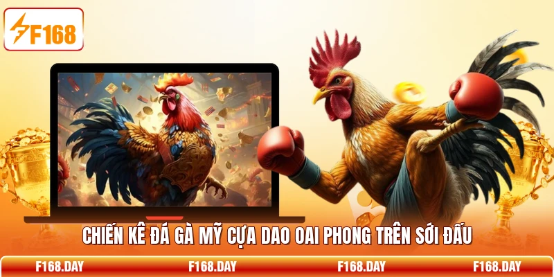 Chiến kê đá gà Mỹ cựa dao oai phong trên sới đấu