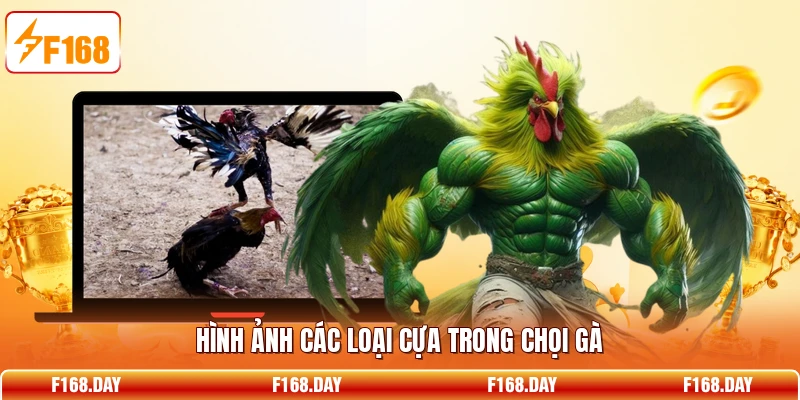 Hình ảnh các loại cựa trong chọi gà