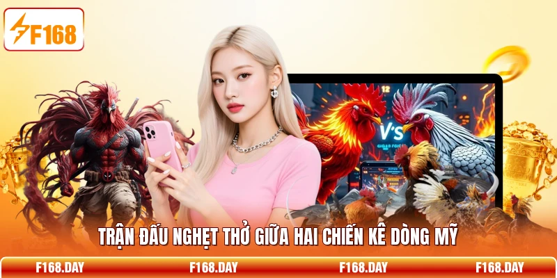Trận đấu nghẹt thở giữa hai chiến kê dòng Mỹ